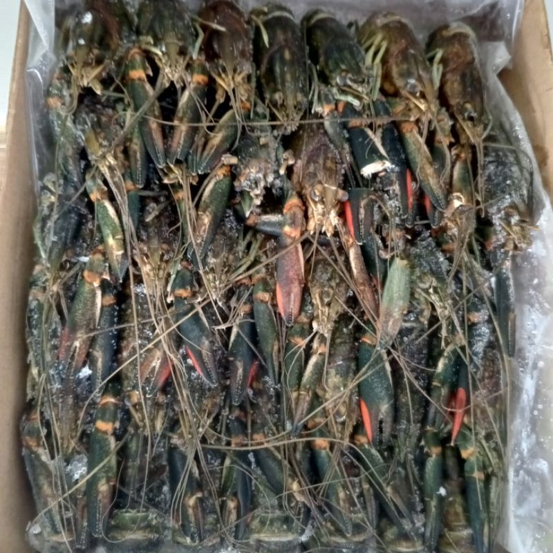 

Lobster air tawar 1 kg isi 30-40