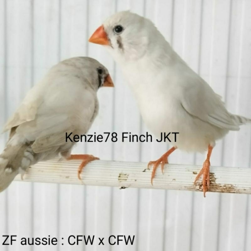 BURUNG ZEBRA FINCH AUSSIE CFW SEPASANG