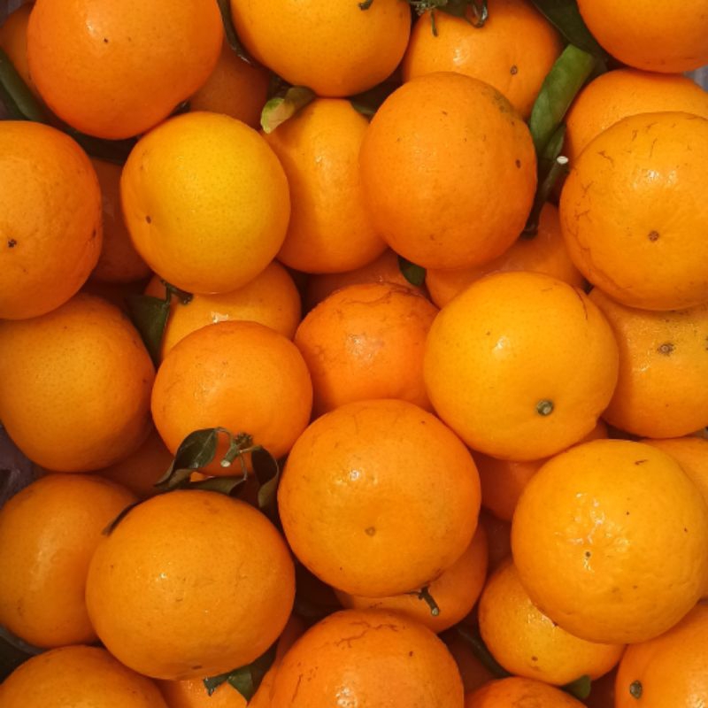 

Jeruk mandarin santang