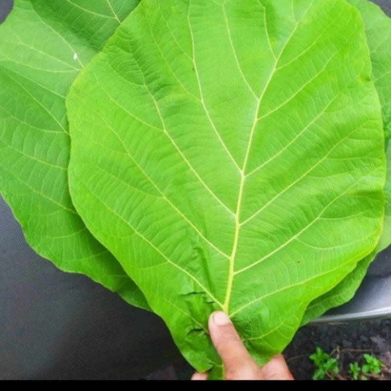 

daun jati fresh segar herbal per lembar bisa request(5 bonus 1)