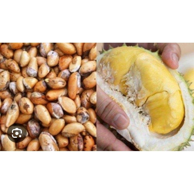 bibit biji durian lokal 1 kilo#bibit#biji#durian #lokal