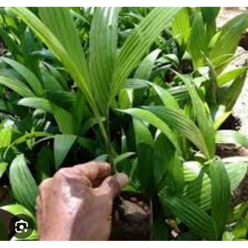 Pinang Batara kecambah paket 100 batang