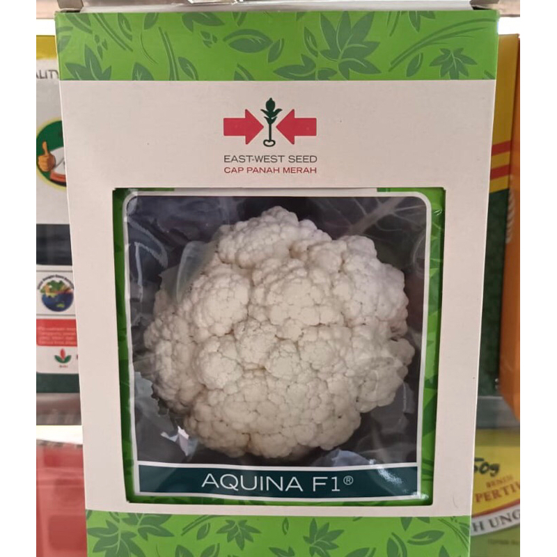 Aquina F1 Cap Panah Merah /  benih kembang kol aquina F1