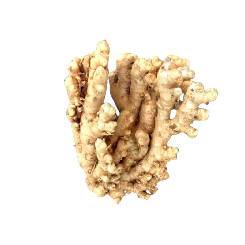 

lampuyang lempuyang fresh 1kg