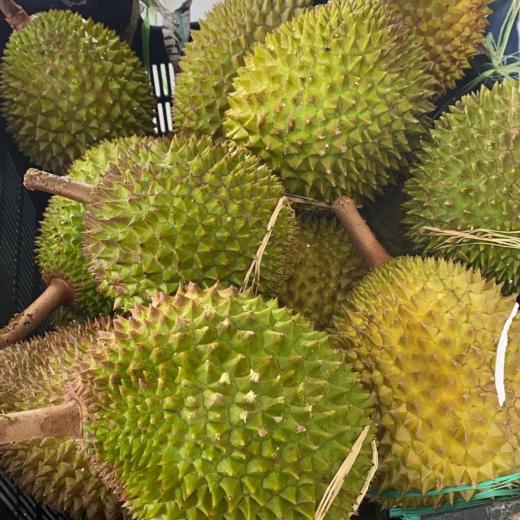 BIBIT DURIAN MUSANG KING - DURIAN MUSANG KING - BIBIT DURIAN MUSANGKING - BIBIT DUREN MUSANG KING