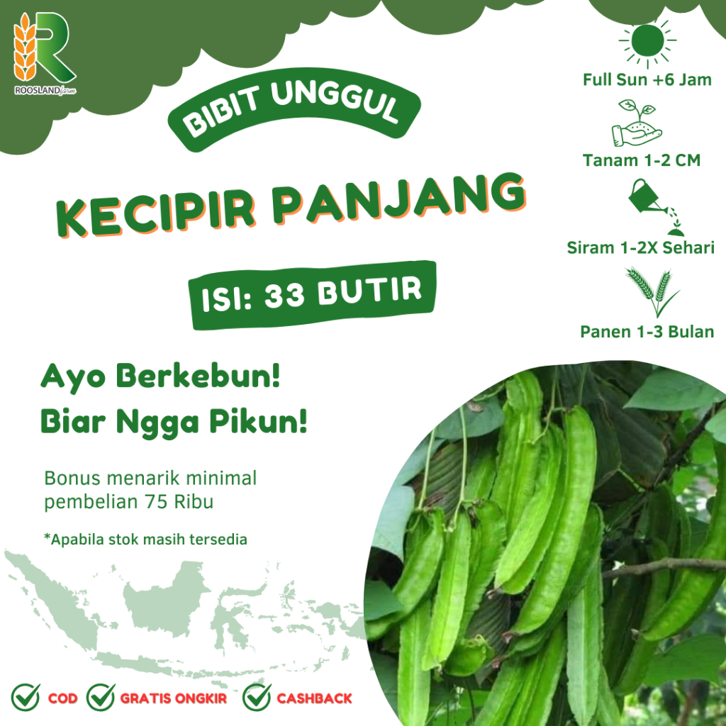 BENIH KECIPIR PANJANG (33 BUTIR)