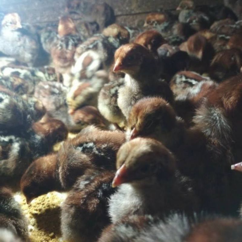 Doc Ayam Arab Petelur Asli Betina Super (Harga Satu Ekor)