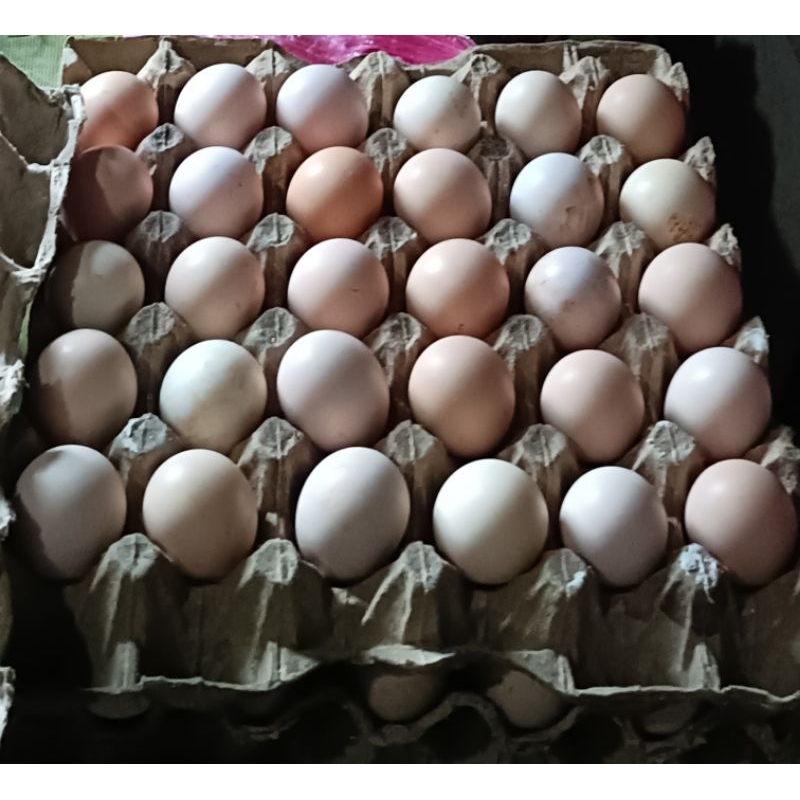 Telur fertil ayam kampung KUB