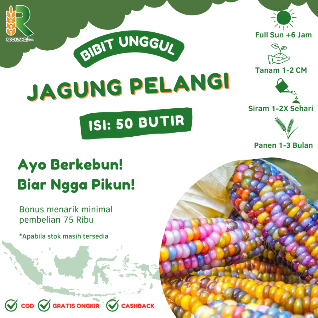 (50 BUTIR) BENIH BIJI JAGUNG PULUT PELANGI WARNA-WARNI KUALITAS UNGGUL