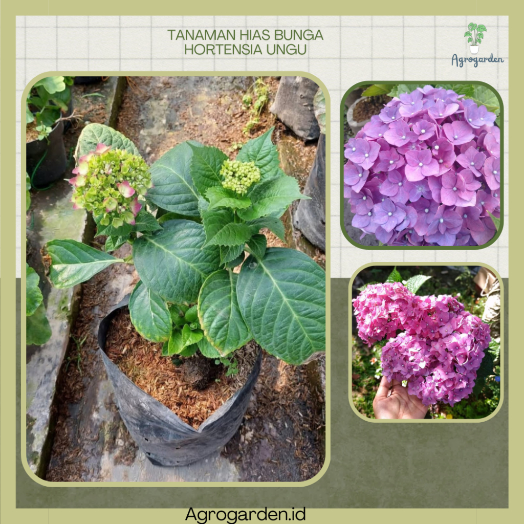 Bunga Hortensia Holland Ungu - Hydrangea - TANAMAN BUNGA HORTENSIA HOLLAND ungu