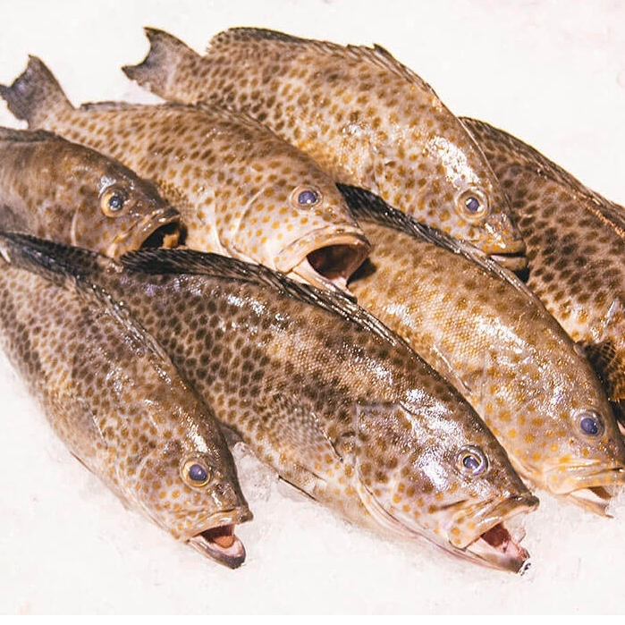 

Ikan kerapu kualitas super 1kg