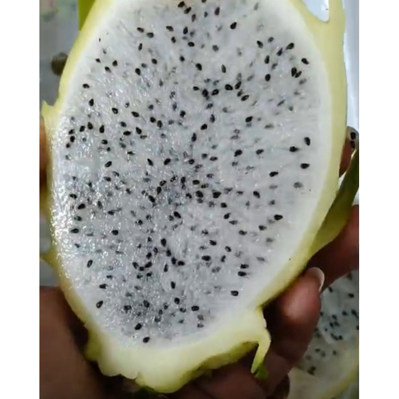 

Buah Naga Kuning 1 kg READY STOCK