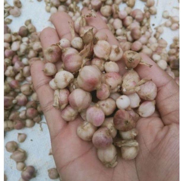 

Kapulaga segar kapulaga lokal hibrida 250gram