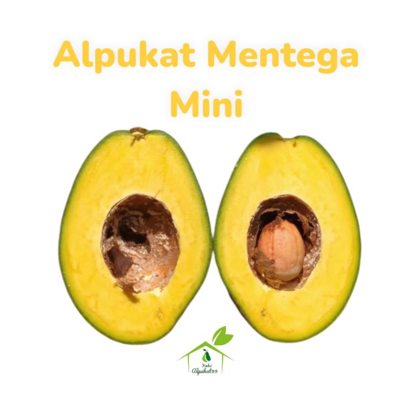 

Alpukat Mentega Mini Bergaransi
