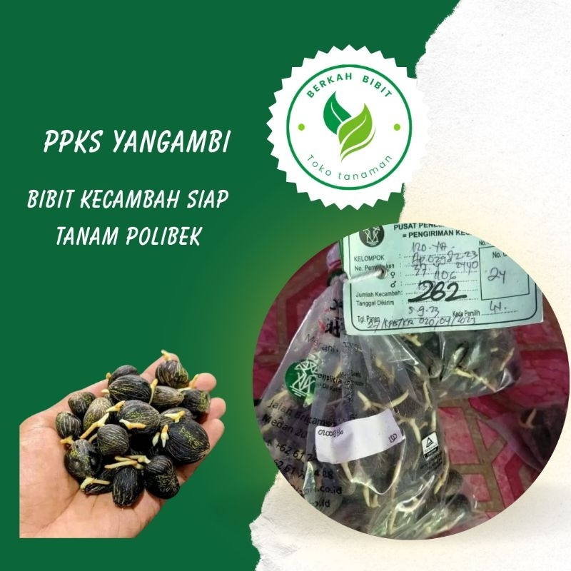 bibit kecambah kelapa sawit ppks yangambi