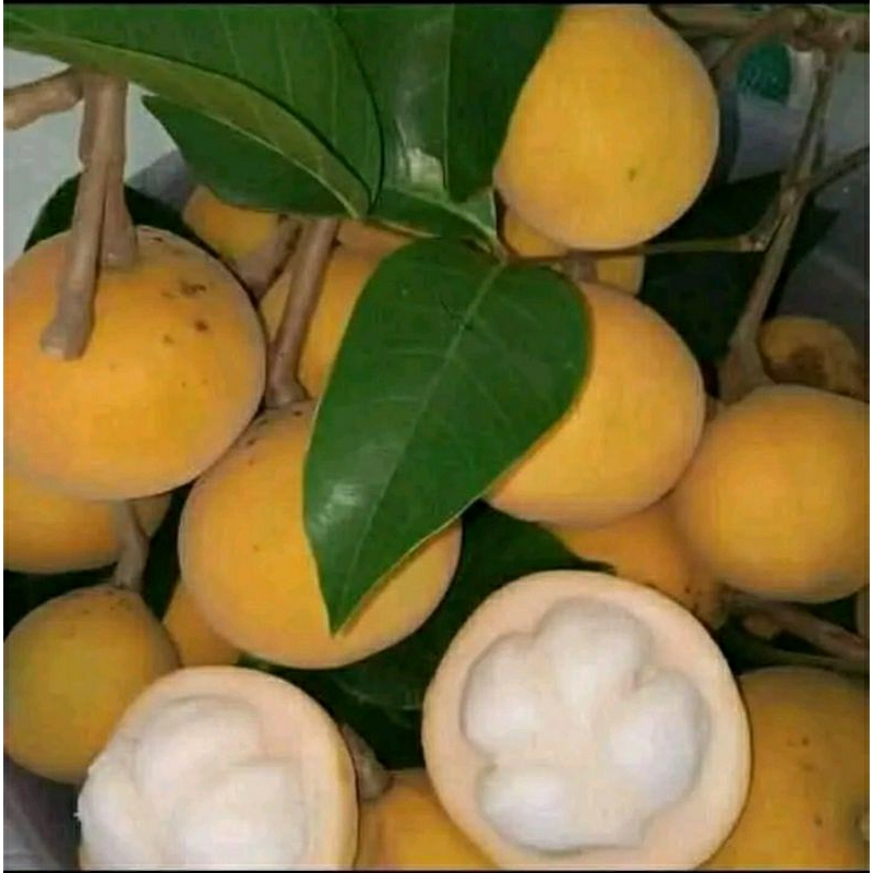 

buah kecapi banyak manfaat 1kg murah