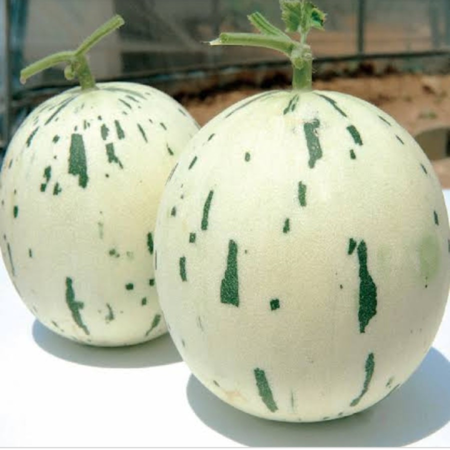 

Buah Melon Dalmation / Dalmatian per butir l Jbp_Fresh