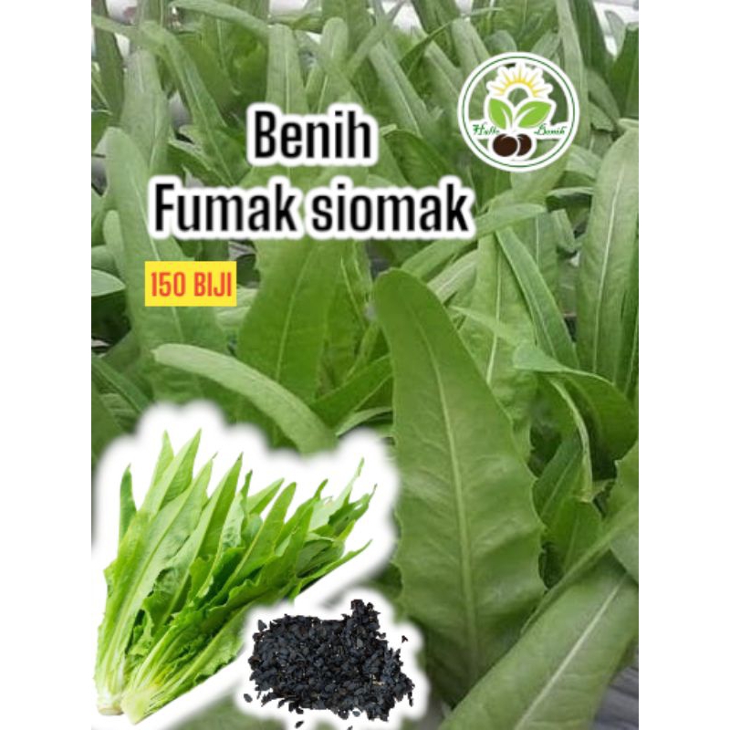 150 BIJI~BENIH FUMAK SIOMAK