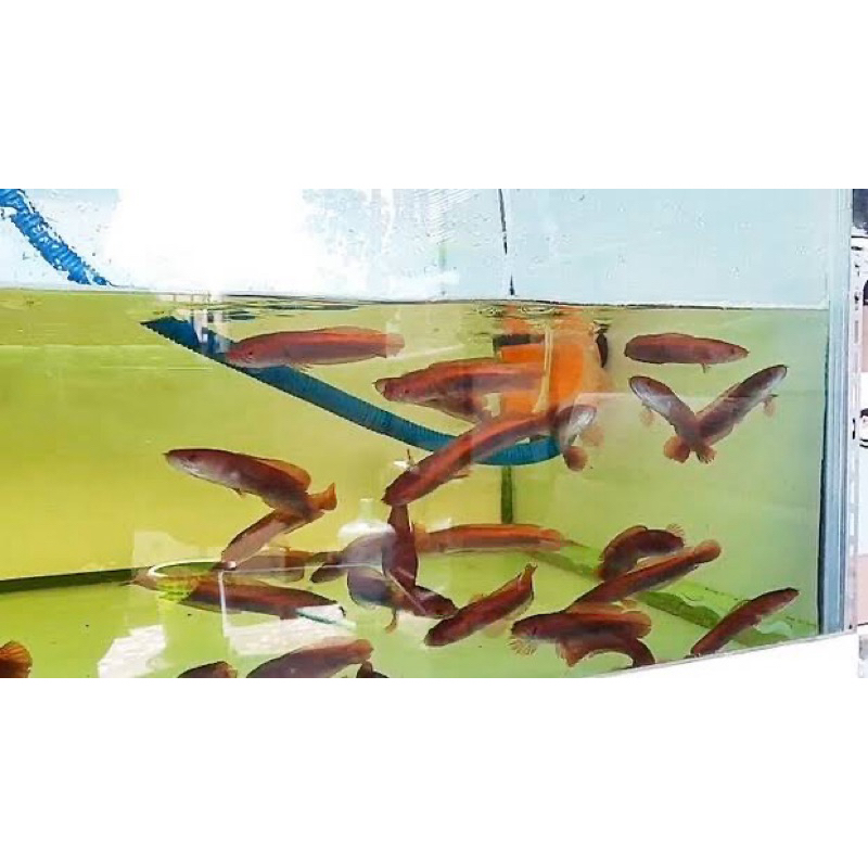 RED ASLI TANAH BORNEO