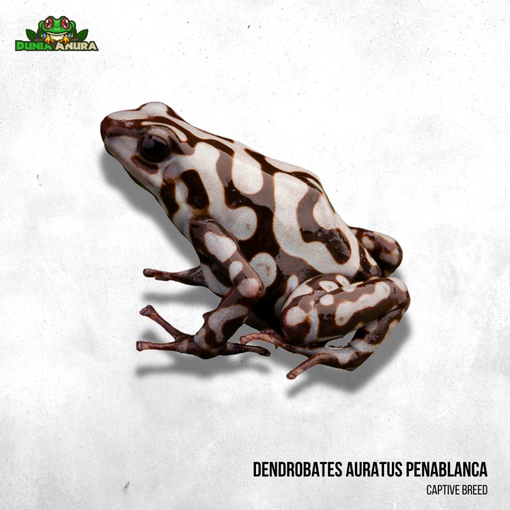 Katak hias hidup Dendrobates auratus penablanca
