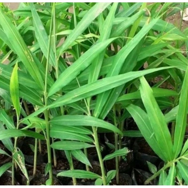 Bibit jahe Merah Asli