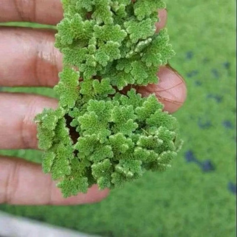 Azolla 1/2 kg azolla 500 gram pakan ikan ayam entok bebek