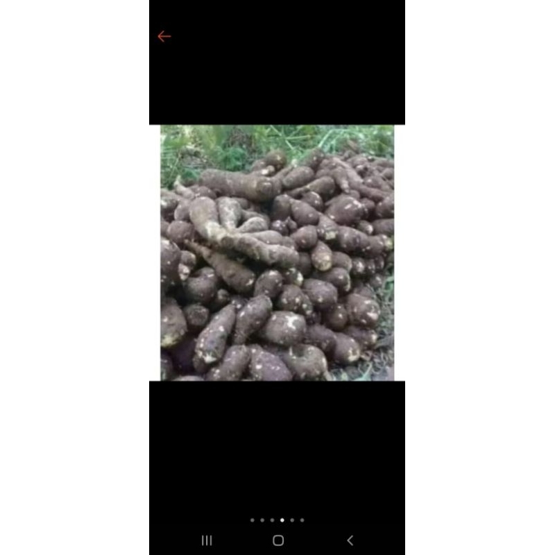 

Talas Belitung 1Kg/ Mantri