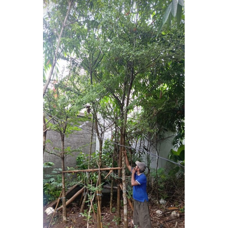 Pohon Ketapang kencana tinggi 4/5meter