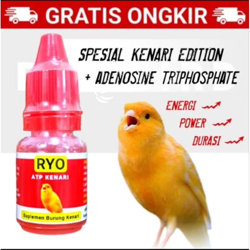 RYO ATP KENARI MENAMBAH ENERGI POWER BURUNG KRNATI