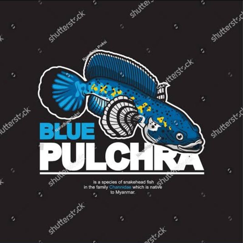 

sticker channa blue pulchra full pelet