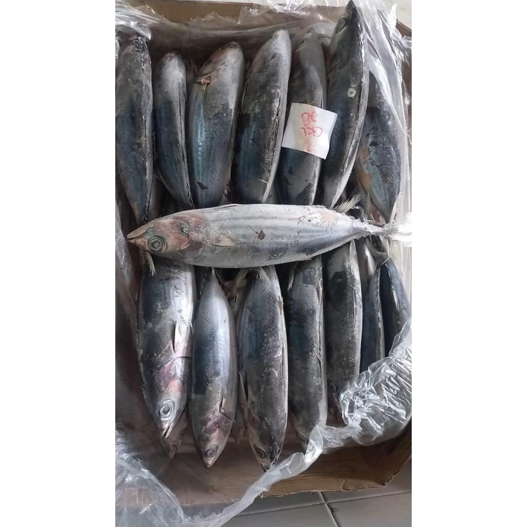 

Ikan tongkol lisong segar fresh / frozen