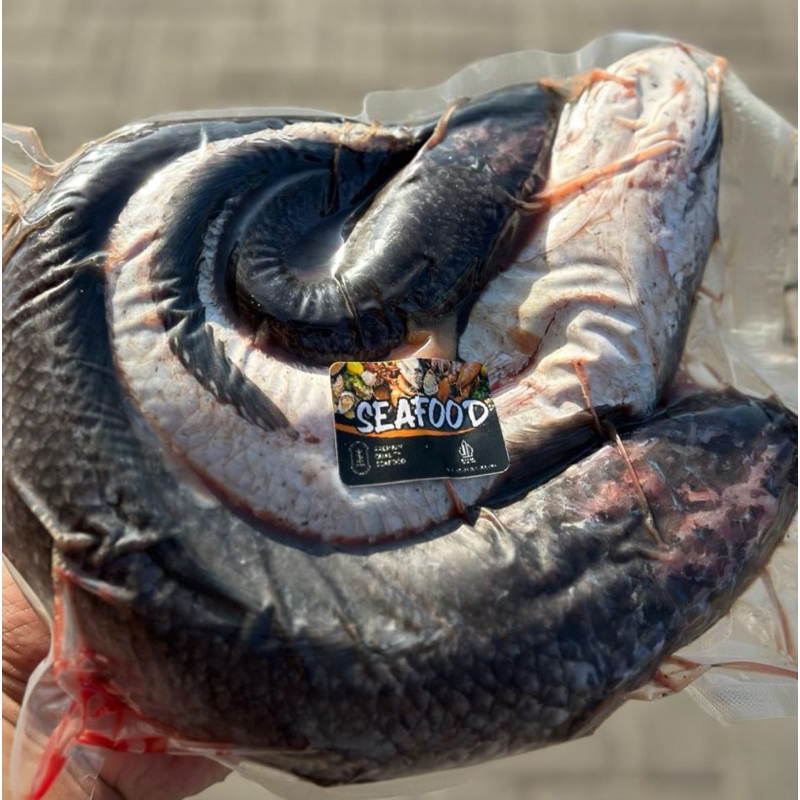 

Ikan Gabus 1 kg