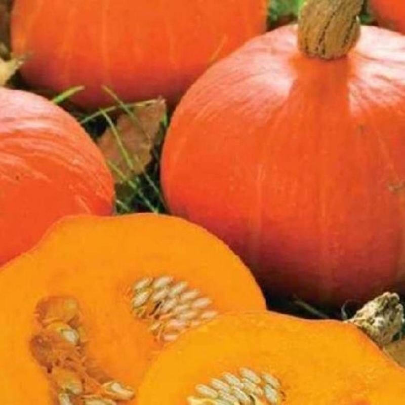 

12 BUTIR BENIH LABU KABOCHA