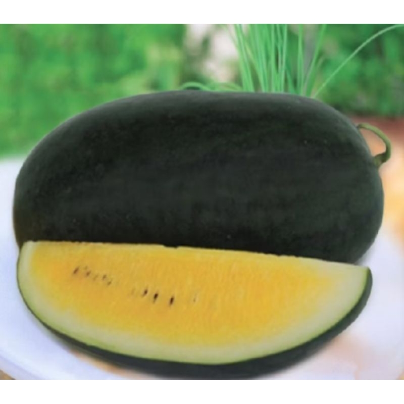 BENIH SEMANGKA LONJONG KUNING NON BIJI 50BIJI ECER