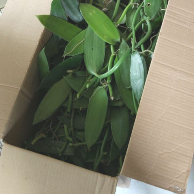 Bibit stek vanilla planifolia