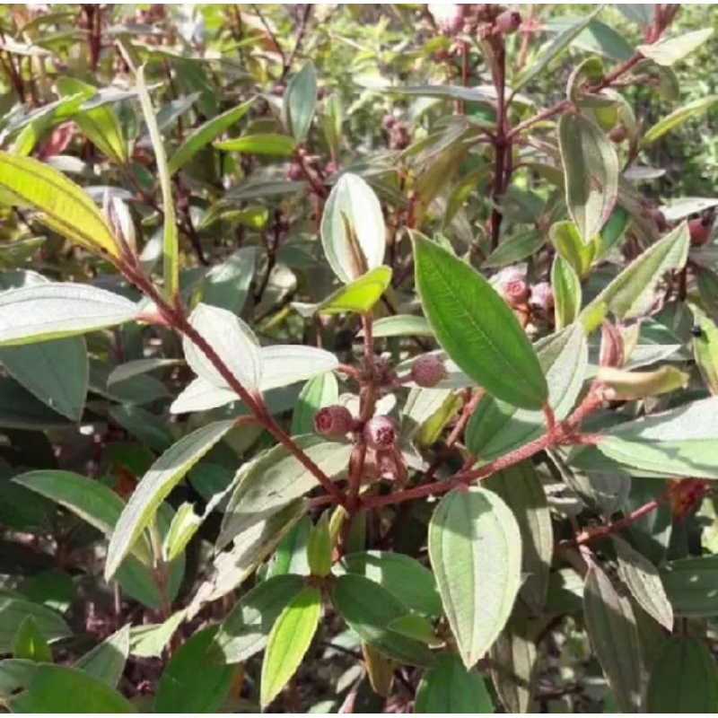 

DAUN SENGGANI SEGAR HERBAL TRADISIONAL FRESH 500GRAM