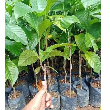 bibit kopi robusta sambung pucuk