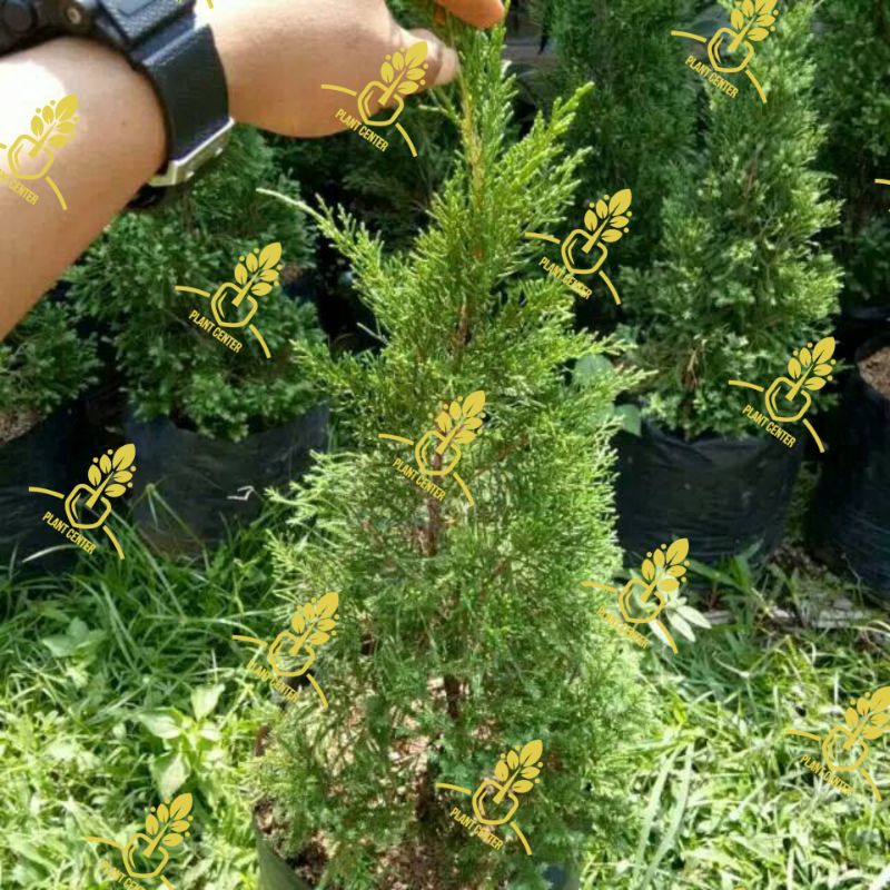 pohon Cemara lilin tanaman cemara lilin pohon cemara natal