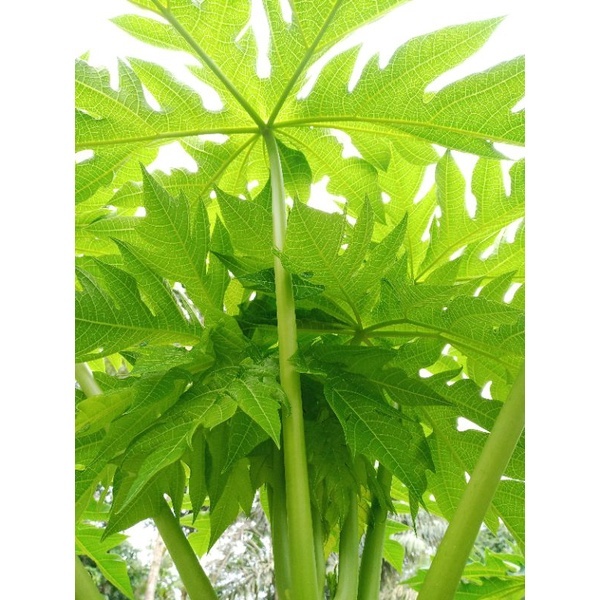 

Pucuk daun pepaya daun muda segar 500gram