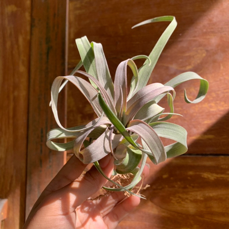 Tillandsia Capitata Orange x Streptophylla