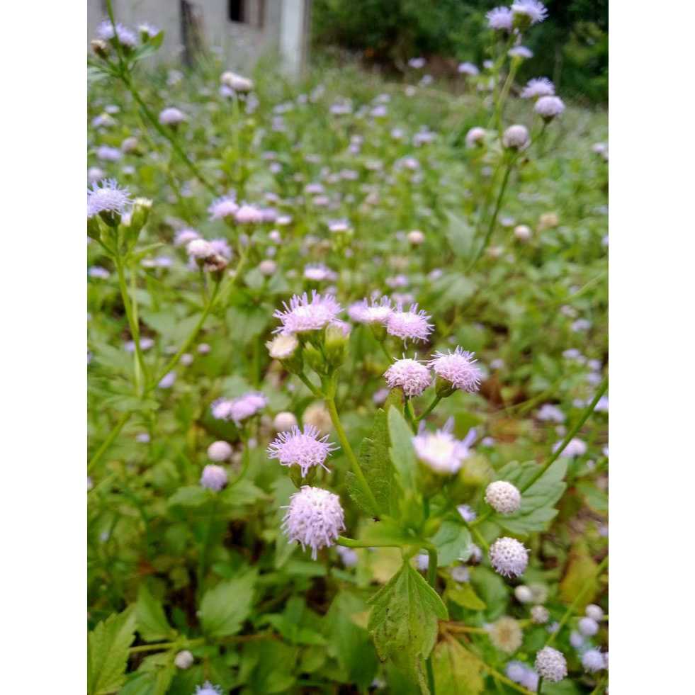 

Daun babandotan (Ageratum conyzoides)