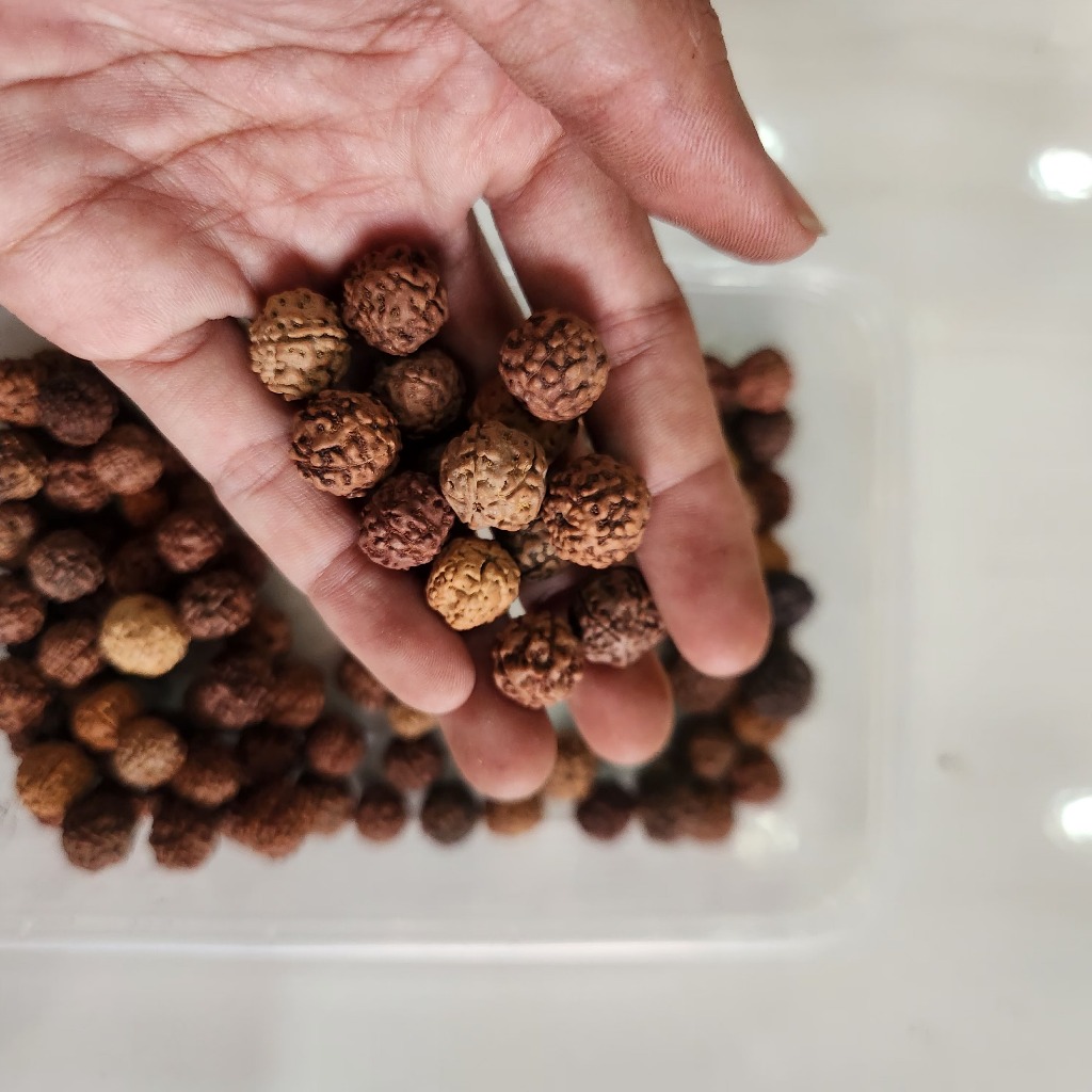 

(1kg) Biji Ginitri Genitri