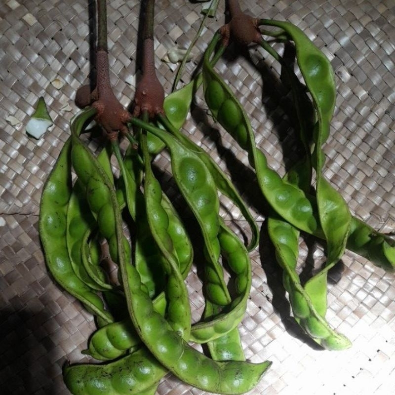 

petai lokal pachitan