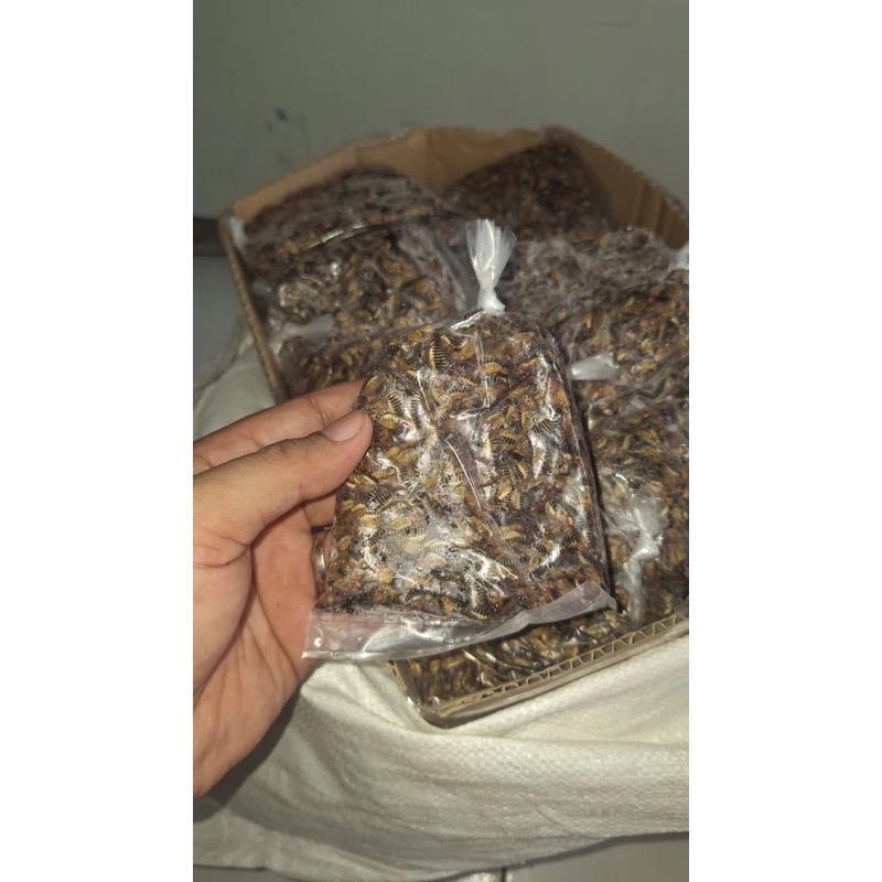 

LARON ADA BULU KEMASAN HEMAT