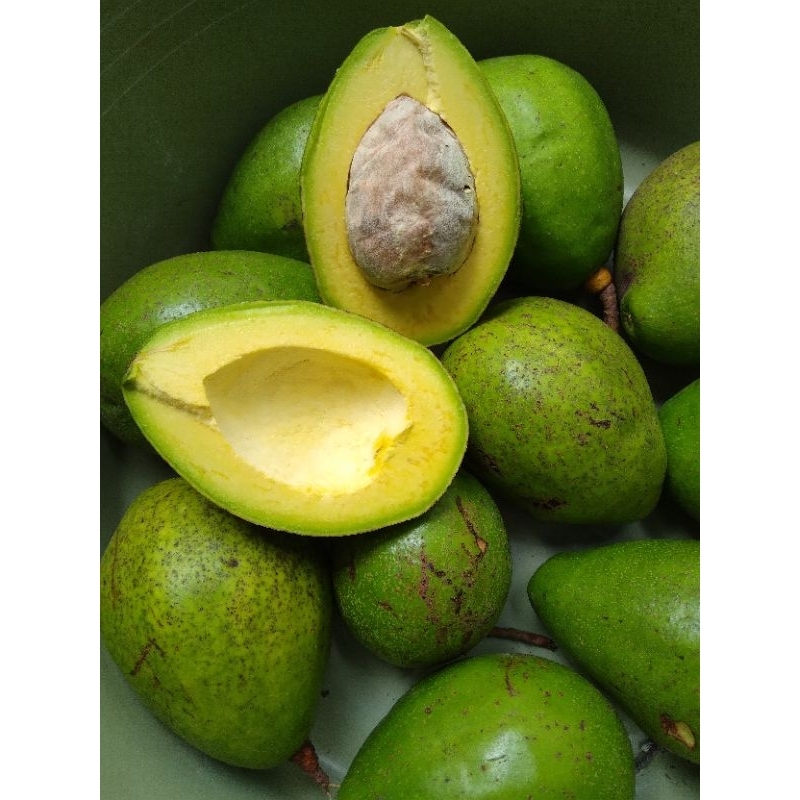 

Alpukat Mentega Super 1 kg Isi 2-3 Buah Siap Kirim