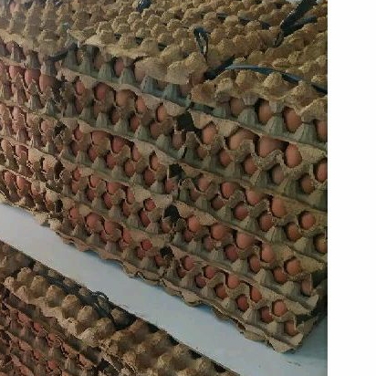 

telur 1 ikat 15 kg