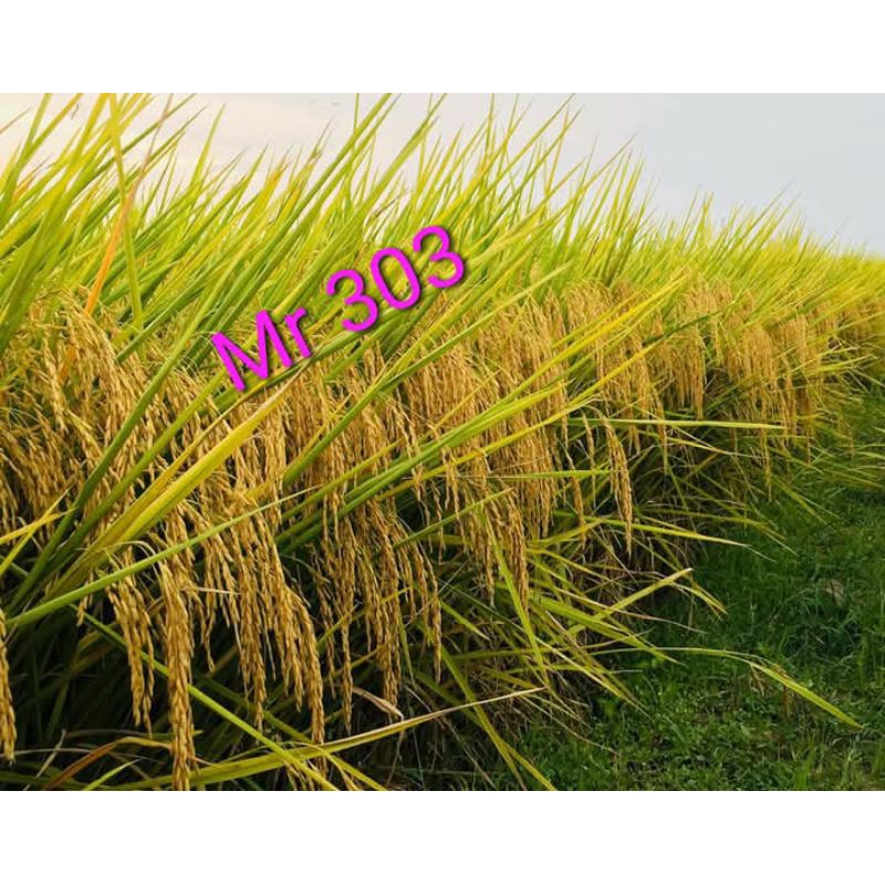 BENIH MR303 SUPER MURAH 1KG