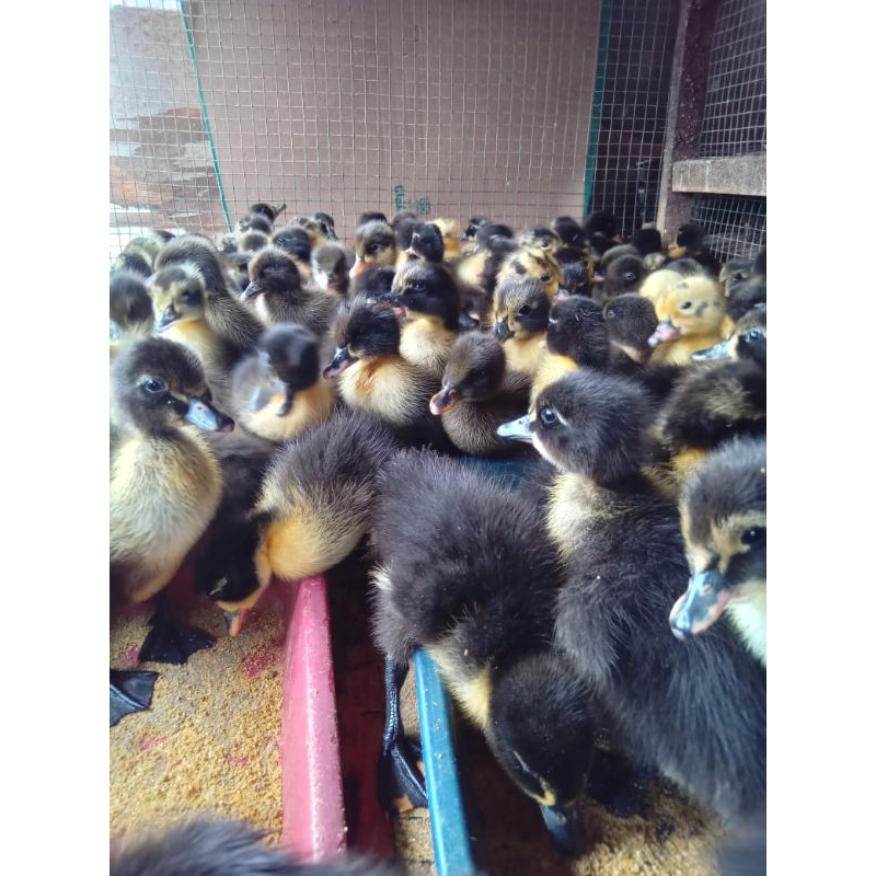 Dod Bebek Hibrida Asli Super (Harga Satuan)