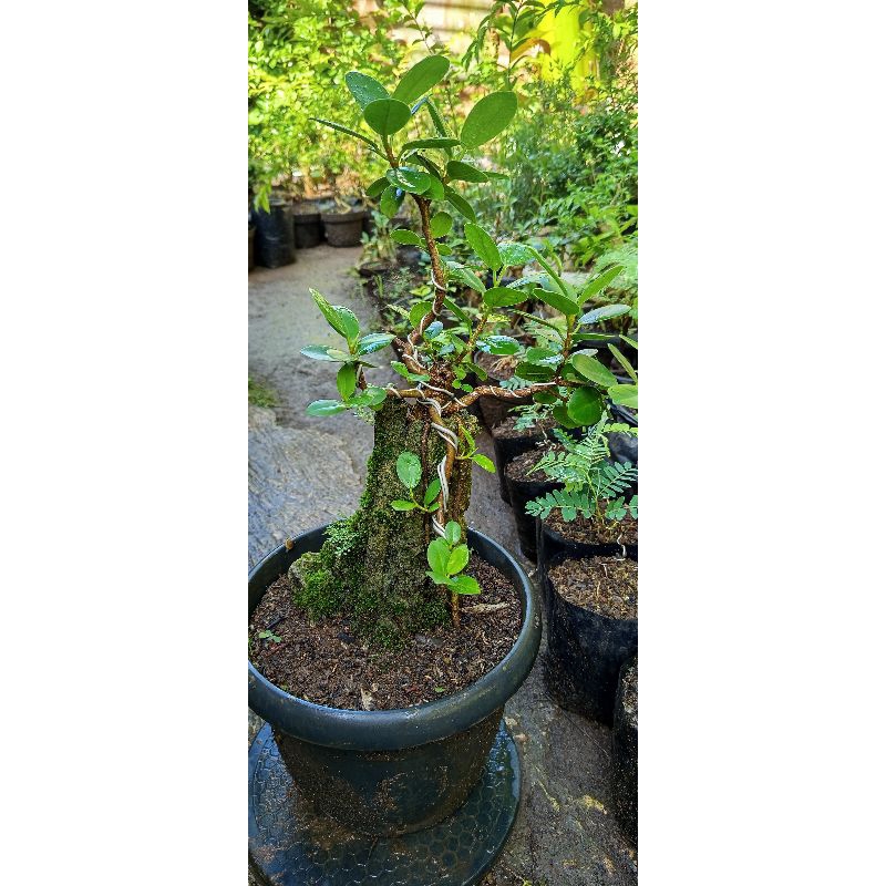 bonsai beringin dolar micro on the rock cakep
