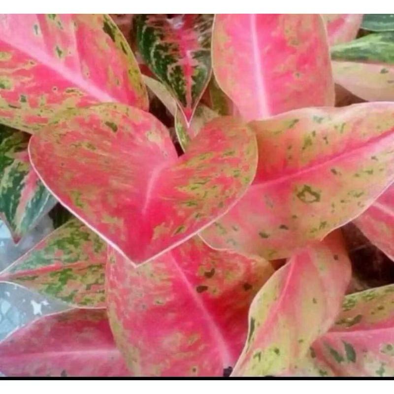 (BISA COD) PROMO Aglonema bigroy dewasa - tanamanhias aglonema bigroy dewasa